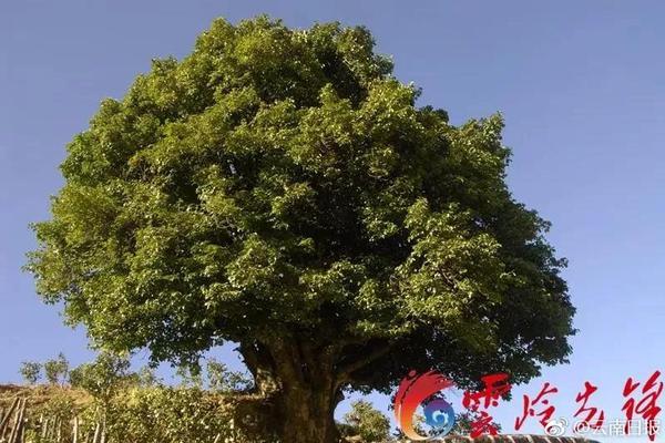 锡业股份：公司将按照行政管理机构的相关开采指标及公司生产经营计划组织生产和销售