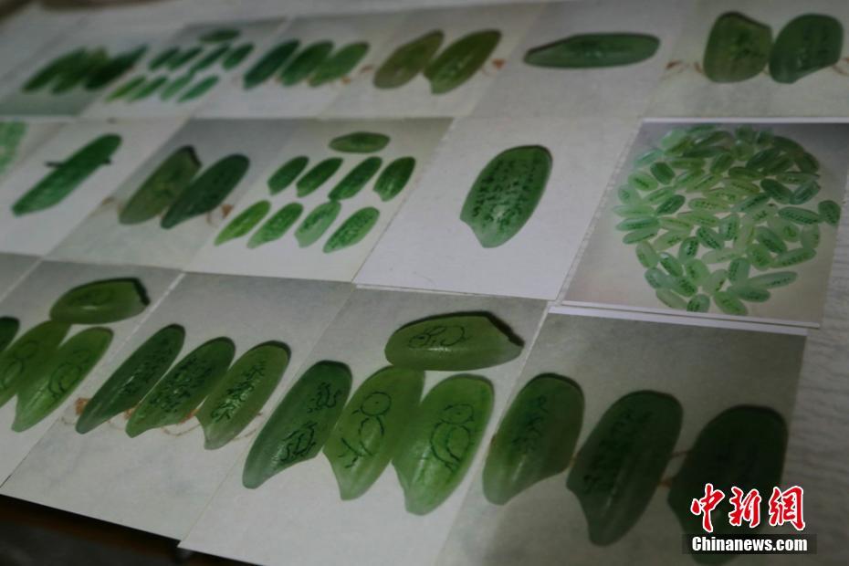 特朗普：柯克枪击案嫌疑人被拘 系身边人提供线索
